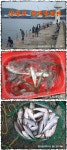 9일 울산 장생포 복지회관앞 등대방파제 조황