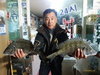 울진후포권11일 4짜감성돔조황