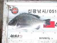 가덕 신광낚시 감성돔 조황