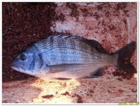 [블루마린] 춥네요 추버 ~~ ㄷㄷ