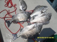 용머리장도 학섬감성돔 조항