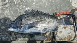 일) 손죽도 조황