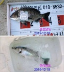 42.5cm감시외 조황입니다.