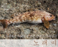 친숙한 동네낚시어종 - 노래미