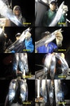 통영OK 대왕~갈치[만족]조황입니다.. 인터넷바다낚시 - 대한민국 바다낚시 포탈사이트