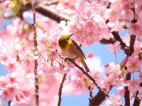 伊東温泉　ウィスタリアンライフクラブ宇佐美 - 宿泊予約は＜じゃらんnet＞