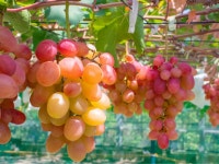 土出温泉　尾瀬岩鞍リゾートホテル - 宿泊予約は＜じゃらんnet＞