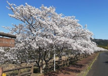 それでも桜が見たい 伊賀2020 - じゃらん旅行記