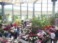 【新潟県立植物園　スプリングフェスタ】アクセス・イベント情報 - じゃらんnet