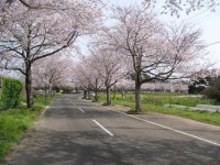 【垂水公園桜まつり】アクセス・イベント情報 - じゃらんnet