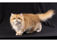 【わんにゃんドーム2024】アクセス・イベント情報 - じゃらんnet