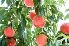 松川駅周辺のぶどう狩りランキングTOP10 - じゃらんnet