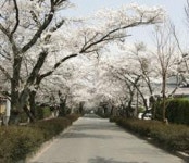 【乃木神社の桜】アクセス・イベント情報 - じゃらんnet