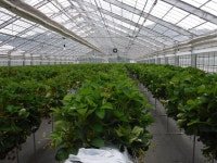 べり果 strawberryparkの口コミ一覧 - じゃらんnet