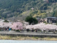 【嵐山の桜】アクセス・イベント情報 - じゃらんnet