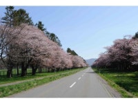 【しずない桜まつり】アクセス・イベント情報 - じゃらんnet