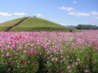 【はにわの里公園　コスモス畑】アクセス・イベント情報 - じゃらんnet