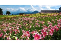 【湯沢高原パノラマパーク　ゆり園】アクセス・イベント情報 - じゃらんnet