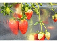 【キツキテラス　浜いちご園　オープン】アクセス・イベント情報 - じゃらんnet