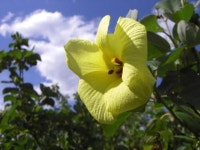 南伊勢町（度会郡）のイベントランキング - じゃらんnet