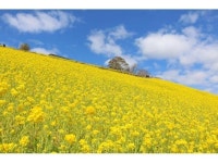 【マザー牧場の菜の花】アクセス・イベント情報 - じゃらんnet