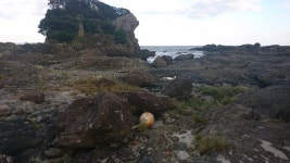 【枕状熔岩（田代海岸）】アクセス・営業時間・料金情報 - じゃらんnet