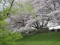 清瀬金山緑地公園の口コミ一覧 - じゃらんnet