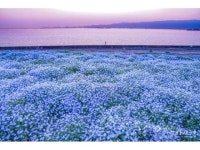 【ネモフィラ祭り2023】アクセス・イベント情報 - じゃらんnet