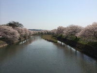 紅枝垂れ桜がほころぶ公園 - 千鳥川桜堤公園の口コミ - じゃらんnet