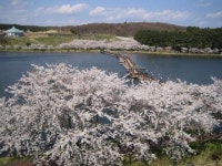 【平筒沼ふれあい公園の桜】アクセス・イベント情報 - じゃらんnet