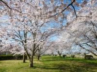 【花見川千本桜緑地の桜並木】アクセス・イベント情報 - じゃらんnet
