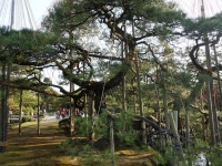 唐崎松(兼六園）の口コミ一覧 - じゃらんnet