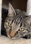 nekoカフェ　Le　chateau　des　chatsの口コミ一覧 - じゃらんnet