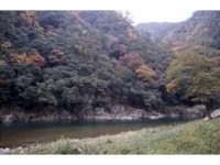 【大魚渓カシ群生林】アクセス・営業時間・料金情報 - じゃらんnet