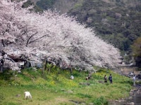 【大沢温泉の桜】アクセス・イベント情報 - じゃらんnet