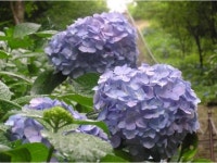 【二上山ふるさと公園のアジサイ】アクセス・イベント情報 - じゃらんnet