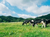 グリーンリッチホテル山口湯田温泉の周辺観光情報 - 宿泊予約は＜じゃらん＞