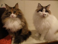 浦和駅周辺の動物カフェランキングTOP10 - じゃらんnet