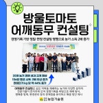 방울토마토 어깨동무 컨설팅 성과 눈길 - 농업기술센터  방울토마토 어깨동무 컨설팅 성과 눈길