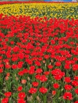 볼거리/즐길거리 > 계곡 > 토옥동계곡 > 툴립꽂이 예뻐요| 장수여행
