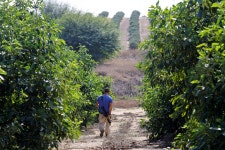Thousands of Sri Lankan workers to depart for Israel despite war - The Japan Times Thousands of Sri Lankan workers to depart for... 