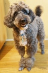 Not miserly: a dog named Scrooge - The Japan Times Not miserly: a dog named Scrooge
