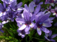 Babiana: characteristics and care of a precious flower | Gardening On Babiana: characteristics and care of a beautiful flower