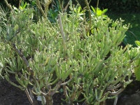 Euphorbia aphylla에 대한 관리는 무엇입니까? | 원예 켜기 Euphorbia aphylla에 대한 관리는 무엇입니까?
