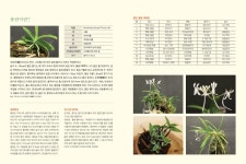 2015 초여름 7월, 상큼한 풍란전시회 - 제주한란전시관 2015 초여름 7월, 상큼한 풍란전시회 | 제주특별자치도청