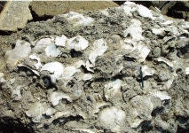 상)서귀포패층(전용문 사진) - 세계자연유산제주 상)서귀포패층(전용문 사진) | 제주특별자치도청