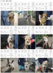동물보호센타 보호동물 공고 현황(2015.7.2) - 제주특별자치도 동물보호센타 보호동물 공고 현황(2015.7.2) | 제주특별자치도청