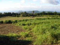 서귀포시 서홍동 토지 매매합니다. - 제주특별자치도 제주특별자치도