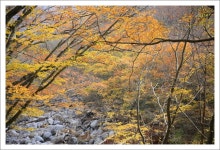 11.6 노란 단풍 - 한라산국립공원 11.6 노란 단풍 | 제주특별자치도청