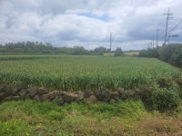 오일장신문닷컴